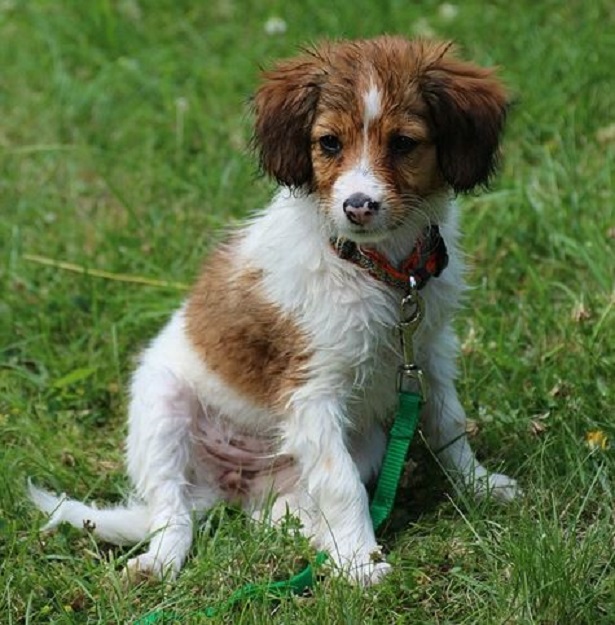 Kooikerhondje carattere e allevamenti Idee Green