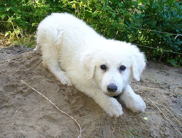 kuvasz 