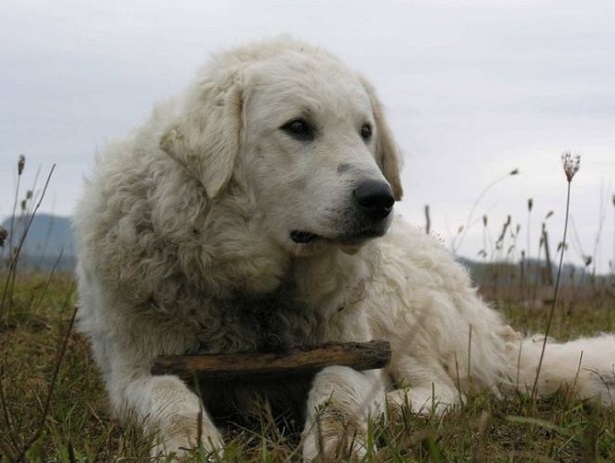 kuvasz 