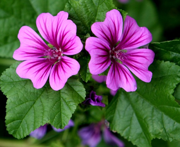 malva