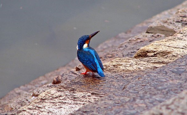 martin pescatore su scalinata