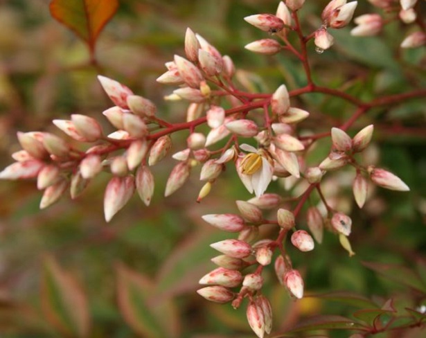 nandina domestica