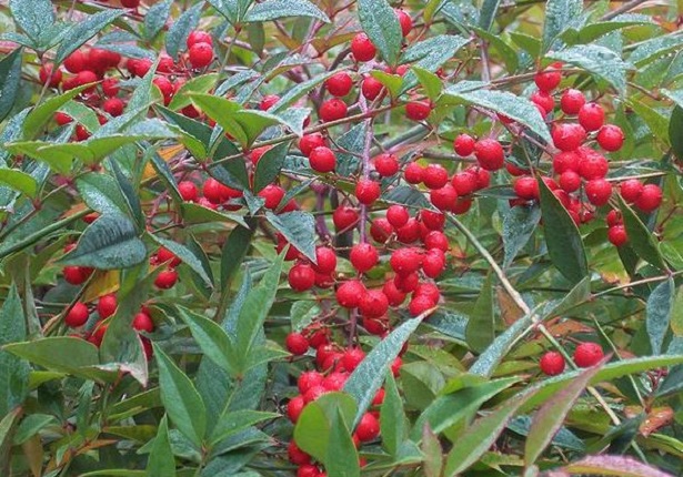 nandina domestica