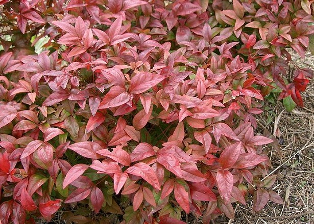 nandina domestica