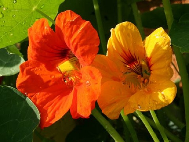 nasturzio nano rampicante