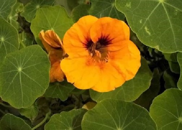 nasturzio nano rampicante