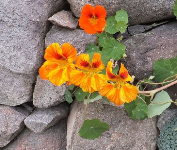 nasturzio nano rampicante