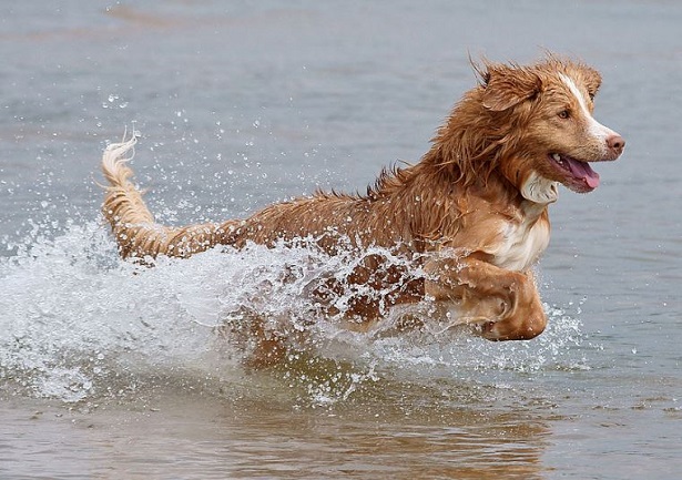 Nova Scotia Duck Tolling Retriever in acqua Nova Scotia Duck Tolling Retriever in acqua