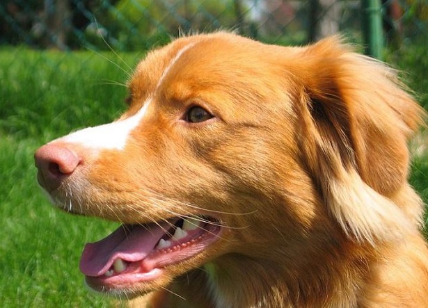 Nova Scotia Duck Tolling Retriever in primo piano Nova Scotia Duck Tolling Retriever primo piano