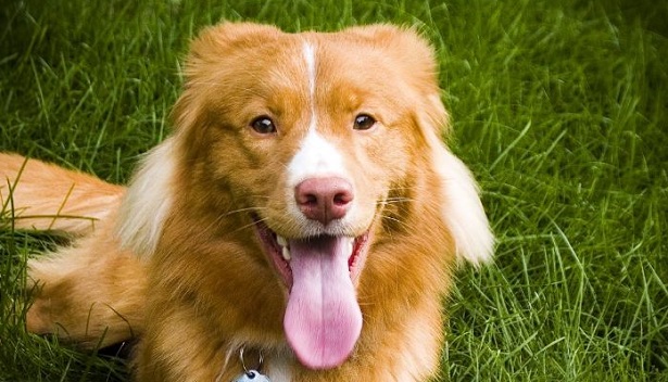 nova scotia duck tolling retriever nova scotia duck tolling retriever