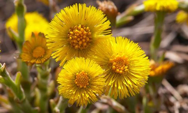 piante rimedi naturali