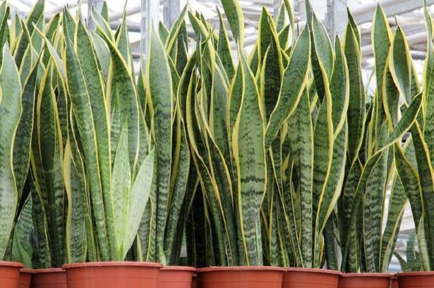 sanseveria 