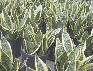 Sansevieria Laurentii (Lingua Di Suocera) | Pianta Da Interno 30-40 Cm | Purificante E Resistente