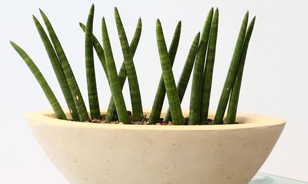 sanseveria cilindrica