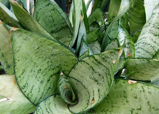 sanseveria trifasciata