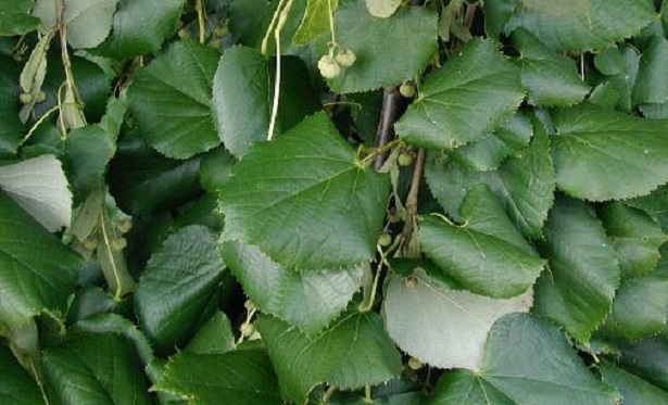 tilia tormentosa