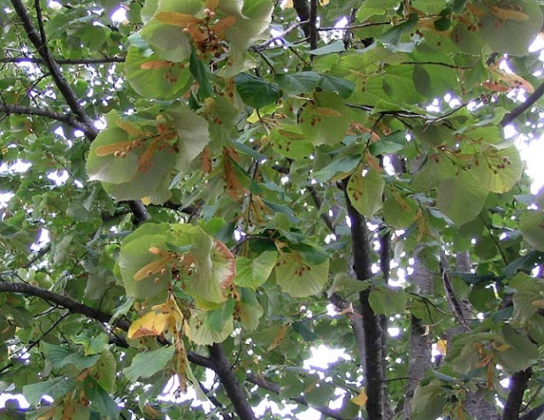 tilia tormentosa