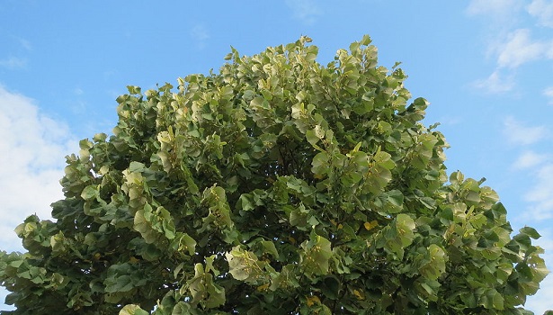 tilia tormentosa