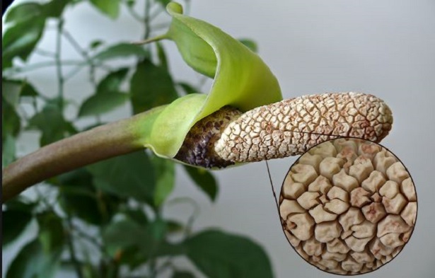 zamioculcas zamioculcas