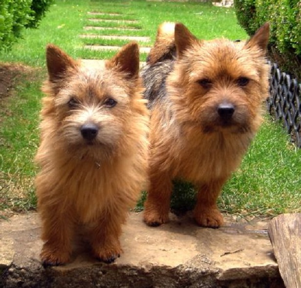 Norwich Terrier