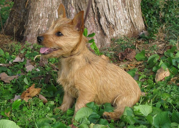 Norwich Terrier