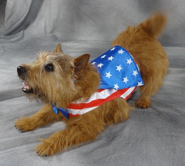 Norwich Terrier
