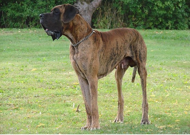 alano tigrato alano tigrato