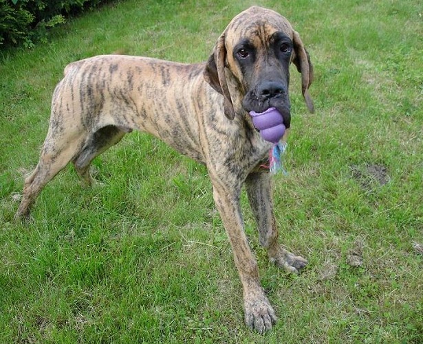 alano tigrato che gioca alano tigrato che gioca