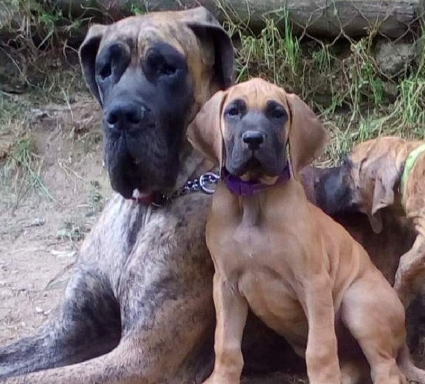 cucciolo di alano tigrato cucciolo di alano tigrato