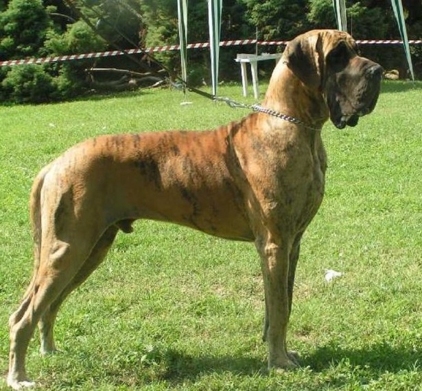 alano tigrato alano tigrato