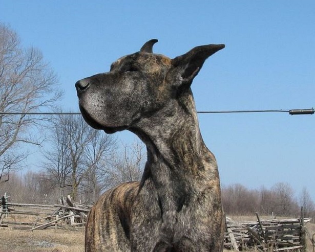 alano tigrato alano tigrato