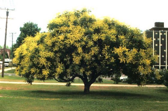 albero lanterne cinesi