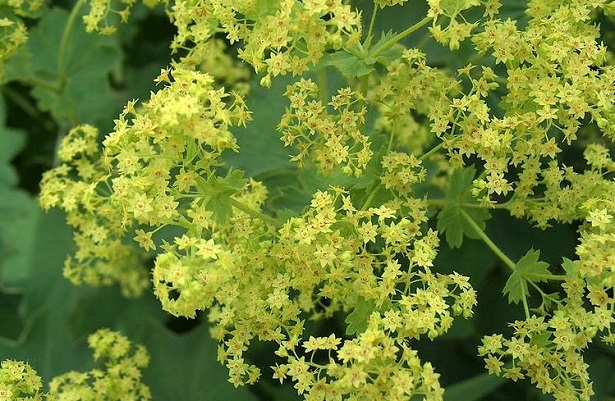 fiori di alchemilla