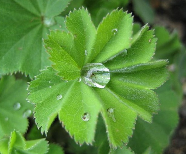 alchemilla