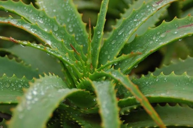 aloe arborescens