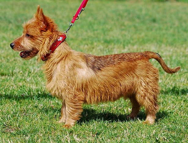 australian terrier