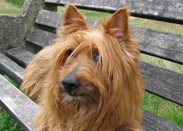 australian terrier
