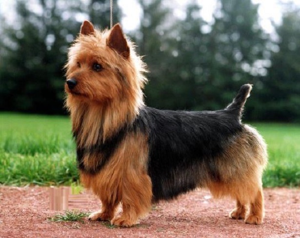 australian terrier