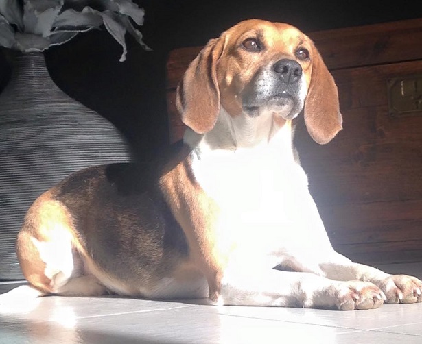 Beagle Harrier seduto