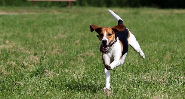 beagle harrier