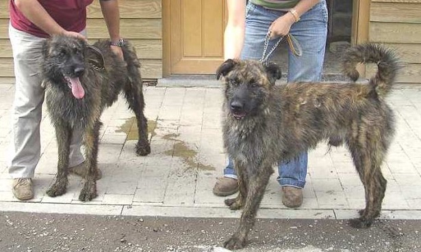 bovaro delle ardenne