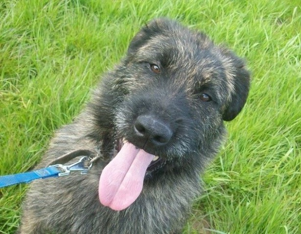 bovaro delle ardenne