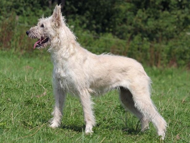 bovaro delle ardenne