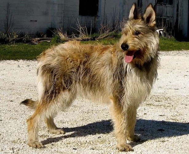 bovaro delle ardenne