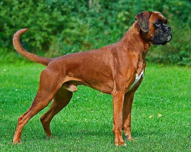 boxer fulvo 