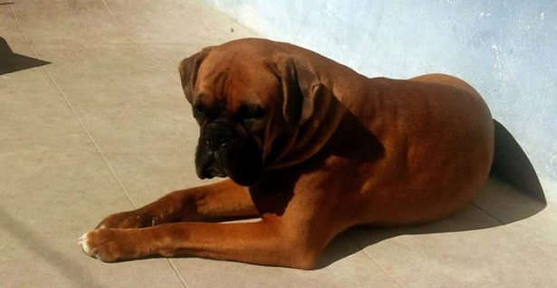 boxer fulvo 