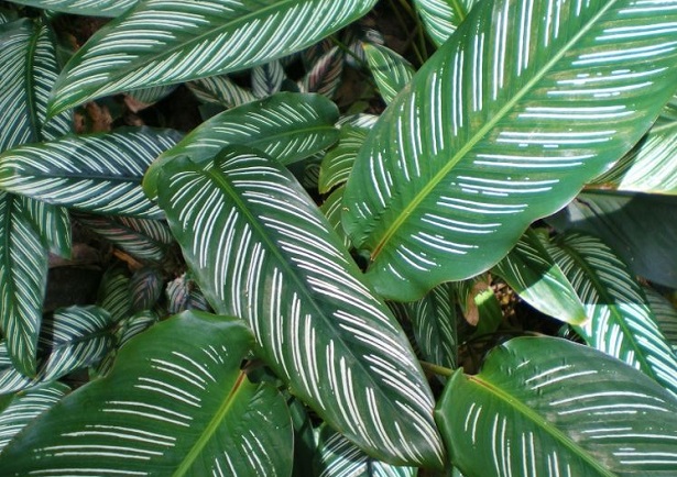 calathea