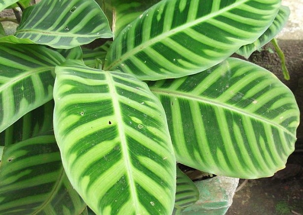 calathea 