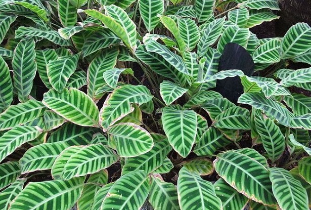 calathea 
