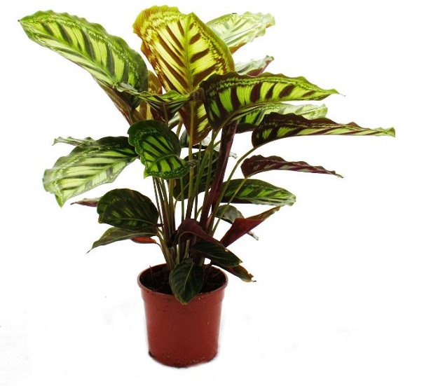 calathea 